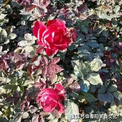 三大生肖女越老越有人帮,越不缺钱花,越老越有福,老来常有喜
