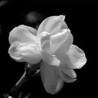 微信头像好看的两朵花
