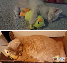 当这些宠物们被主人赠送玩具之后,彻底迷失了自我...
