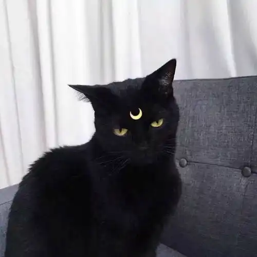 有没有可爱到爆炸的头像猫咪单人头像丨表情包
