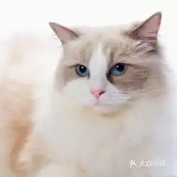 电话,地址,价格,营业时间北京宠物
