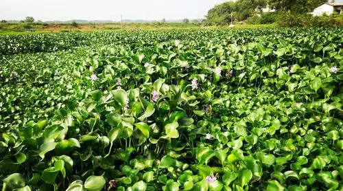 曾泛滥成灾的水葫芦,怎么一下就消失了强大之下藏有致命弱点
