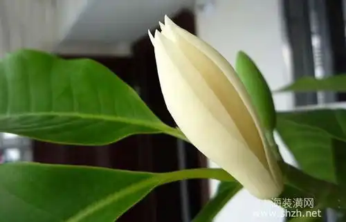 白兰花按照这样的养护方法,一定花开不断,清香四溢
