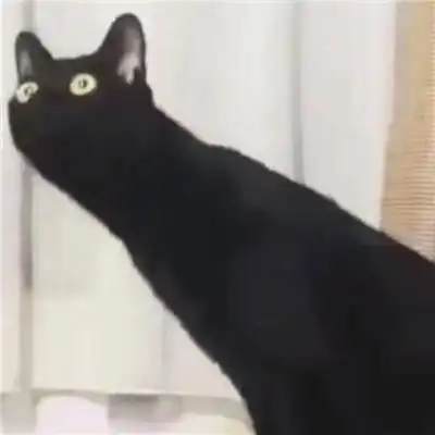 猫咪情侣头像一对两张有点搞笑的小猫咪
