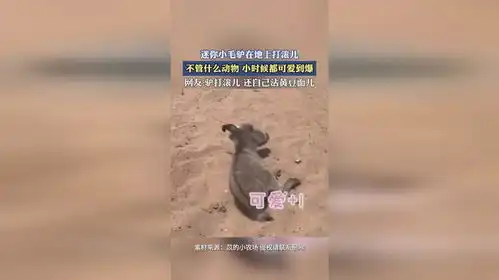 迷你小毛驴在地上打滚儿,驴打滚儿,还自己沾黄豆面儿

