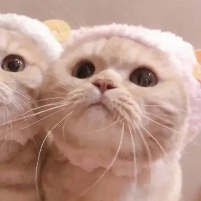 猫系列的情侣头像一左一右2020年两个猫咪的情头超萌版

