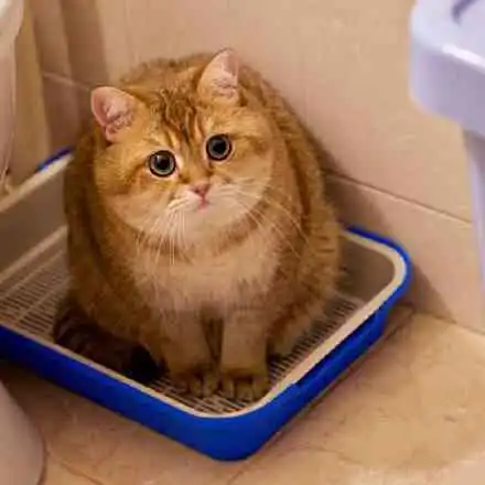 大橘为重家里面养了一只橘猫意味着什么
