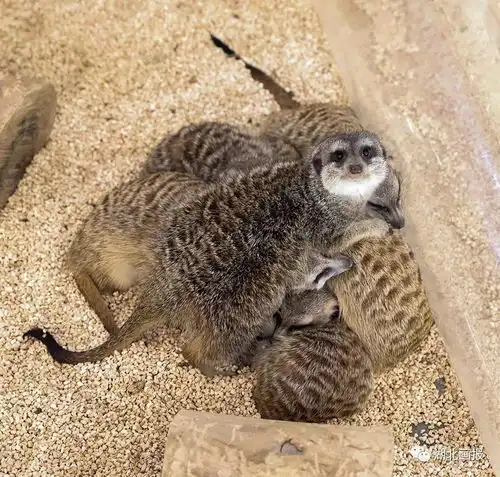 去浪漫的海洋馆,看最治愈的蓝
