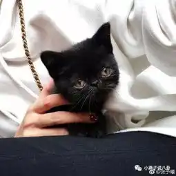 继baby刘亦菲范冰冰后,女星张予曦也开始疯狂吸猫
