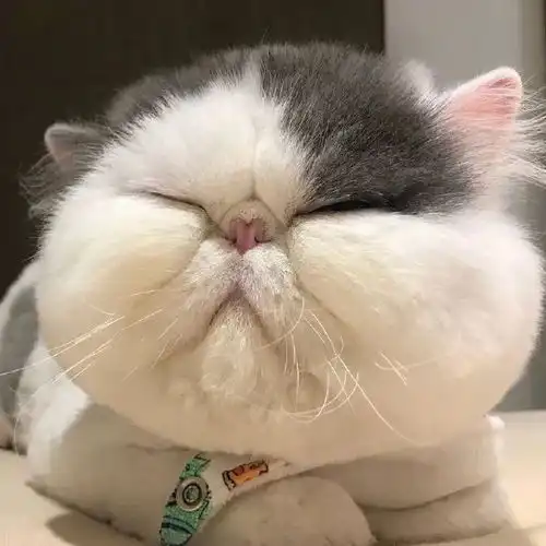 头像丨宠物头像丨可爱头像
