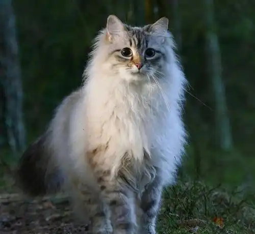 世界上稀少的猫中贵族,优雅而从容,浑身仙气十足
