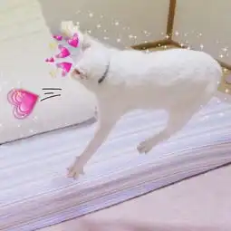 猫咪情侣头像一对搞怪霸气付出了很多还是一无所有
