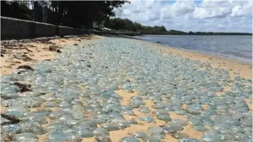 英国水母泛滥成灾,政府呼吁别碰,中国网友我们已经吃了很多年
