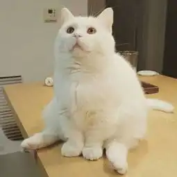 高清超萌动物头像可爱小猫咪猫有九条命也只有一条心而已
