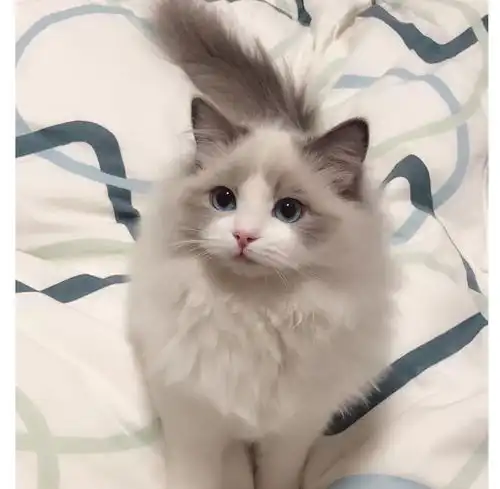 布偶猫冷知识你知道几个

