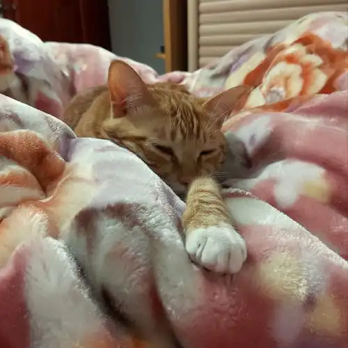 家里猫咪为什么突然出现乱尿
