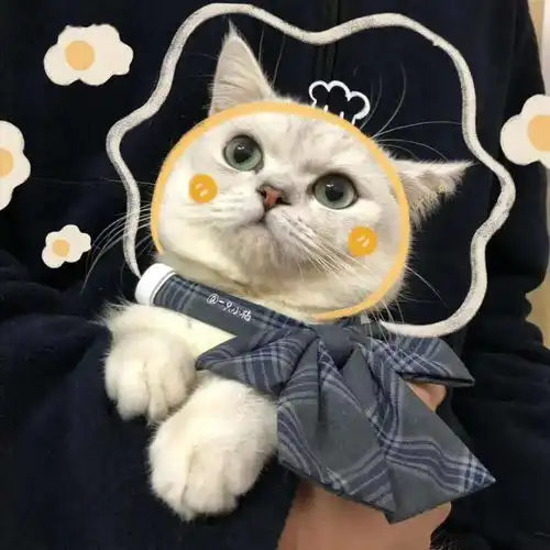 每日头像
