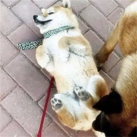 几只猎犬围殴一只小狗,小狗居然会装死,因为装死救了自己一命
