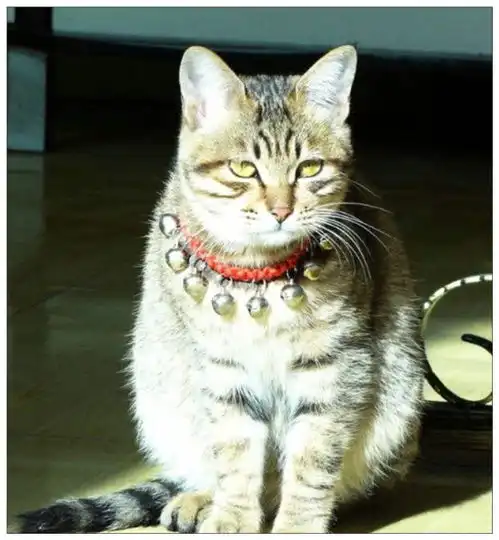 女孩要去出差,把猫咪寄养给宠物店,回来后去接时傻眼了
