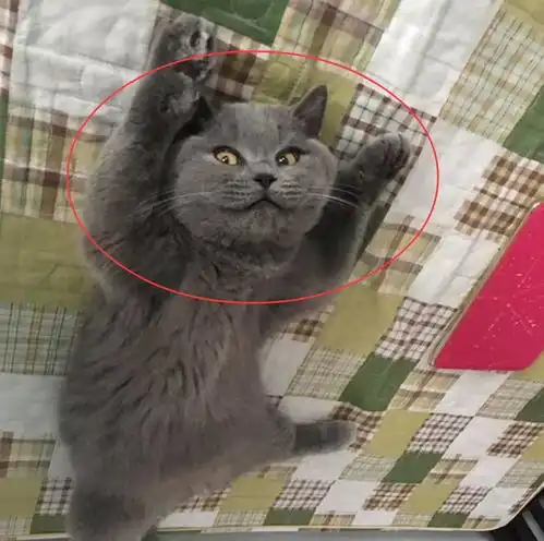 猫咪偷偷跑到主人的床上睡着了,仔细一看后,忍不住笑喷了
