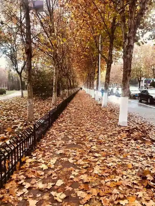 落叶不扫淄博这20个地方,快去打卡
