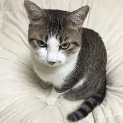 华懋宠物医院猫咪霸占主人床铺解决法,是时候该夺回猫奴床主权惹
