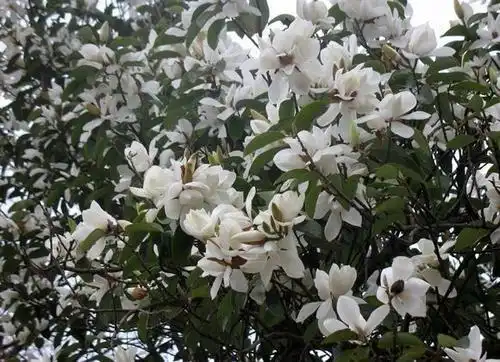 一棵小树,开的白花,高四米左右,是什么花
