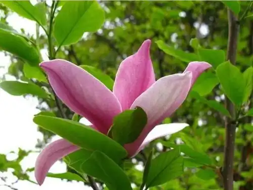 玉兰能吃能敷脸,你信吗
