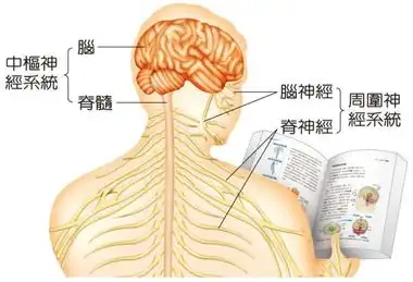从原始的网状神经系统进化为脊椎动物复杂的神经系统,经历了哪些关键变化这些变化提供了哪些进化中的优势
