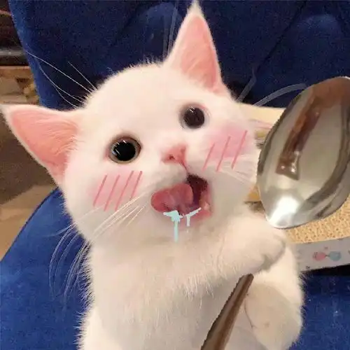 治愈系猫猫头像
