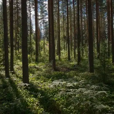 清新唯美头像,森林里笔直生长的树木
