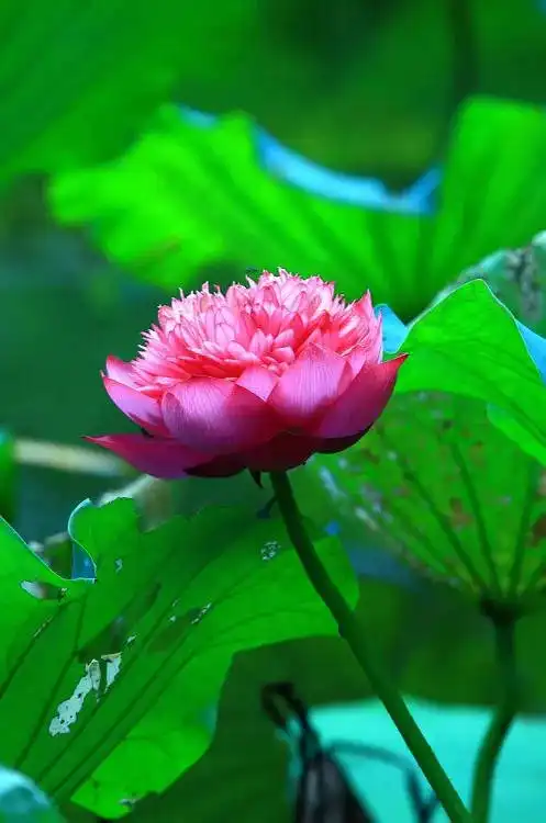 佛教珍品观赏莲花千瓣莲
