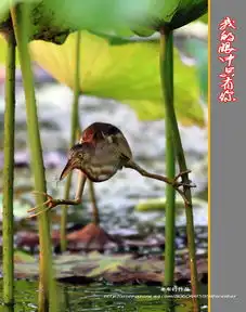 我的眼中只有你黄苇鳽
