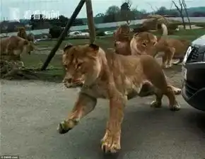 视频夫妻带两孩子逛野生动物园遭遇一群狮子攻击
