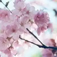 花环女孩背影图片
