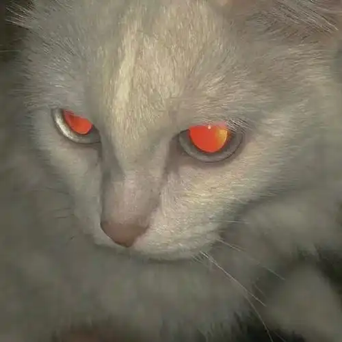 小众猫咪头像

