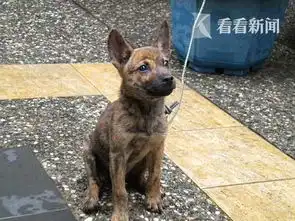 小萌犬偷喝奶茶竟被主人高空重摔致终身残疾
