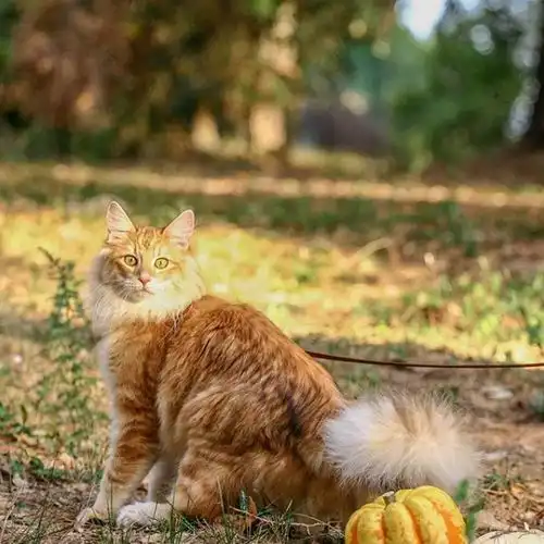 吸猫大会挪威森林猫neline
