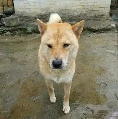 童年记忆中的大黄狗,它真的越来越少了
