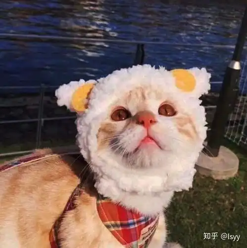 超超超超可爱的猫咪头像
