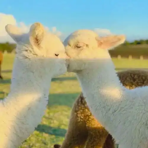 特别温柔的夏日浪漫文案
