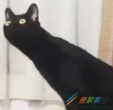 长脖子猫咪情侣头像哪儿有长脖子猫咪情侣头像分享
