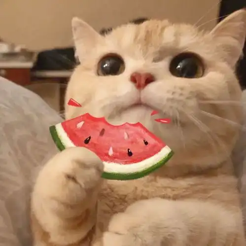 收割招财萌猫头像,好运气100000000000
