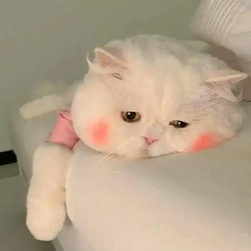 今日头像今天是星期几
