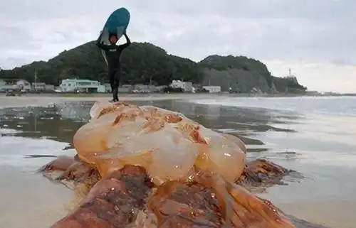顶翻日本巨轮,堵死日本的核电站,中国的水母怎样成为日本的噩梦
