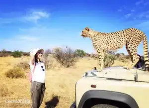 宜昌女孩非一般的非洲体验给前总统当翻译撸猛狮溜猎豹
