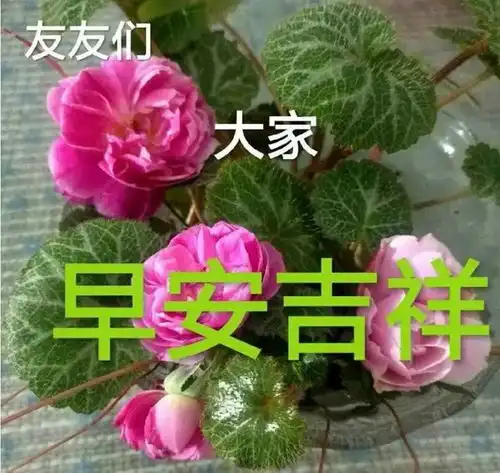 早上好祝福词句,温馨图片,愿你今天好心情,生活工作都舒心康健好运网易订阅
