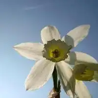 微信头像植物唯美清新微信头像图片大全
