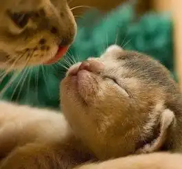 萌物hao123网址导航
