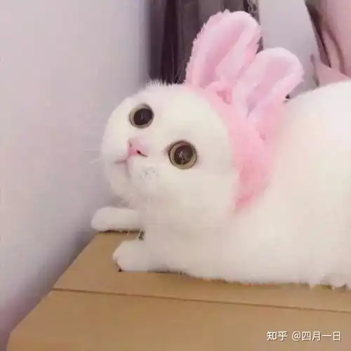 新手养猫的注意事项
